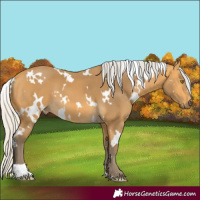 Horse Color:White Spotted Silver Buckskin 