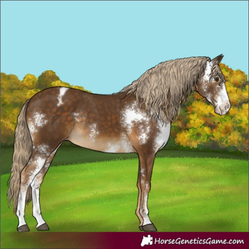 Horse Color:Chocolate Palomino Sabino Appaloosa Rabicano