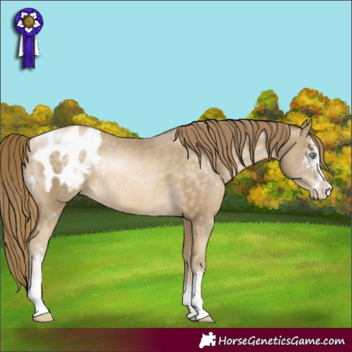 Horse Color:Buckskin Pearl Sabino Appaloosa Rabicano 