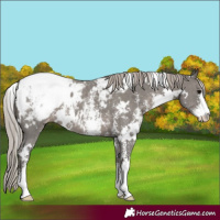 Horse Color:White Spotted Silver Black Sabino Snowcap