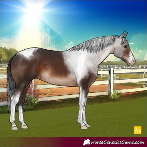 Horse Color:White Spotted Brown Tobiano Appaloosa