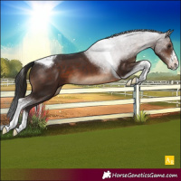 Horse Color:White Spotted Brown Tobiano Appaloosa