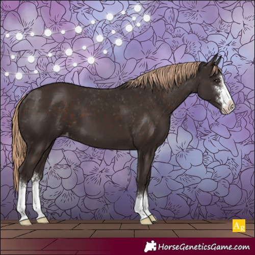 Horse Color:Liver Chestnut Sabino Appaloosa