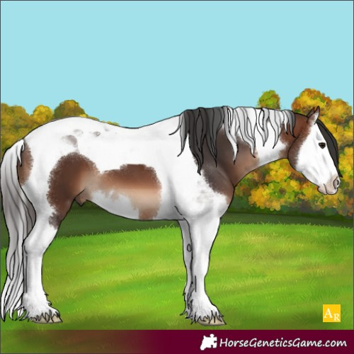 Horse Color:Brown Splash Tobiano