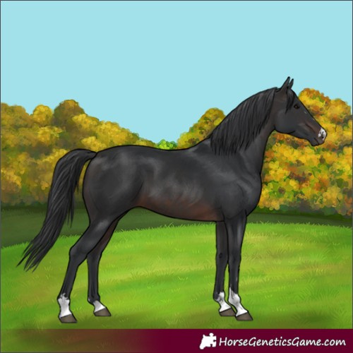 Horse Color:Brown 
