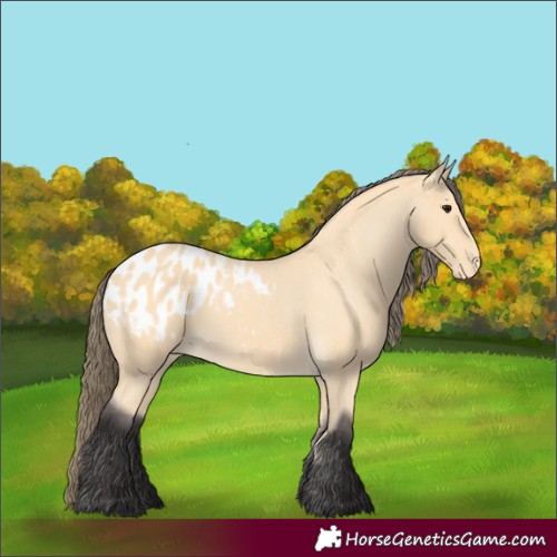 Horse Color:Buckskin Appaloosa 