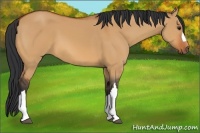 Horse Color:Bay Dun