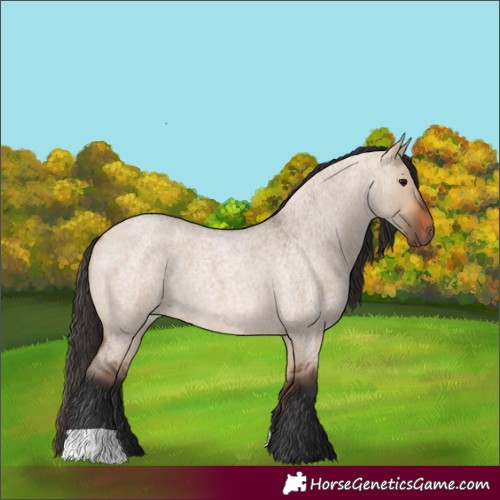 Horse Color:Bay Roan Dun 