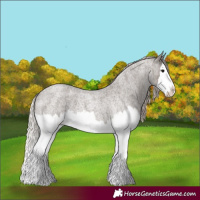 Horse Color:Silver Blue Roan Splash