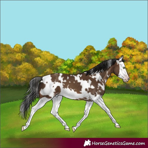 Horse Color:Gray White Spotted Sable Champagne Splash Frame 