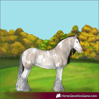 Horse Color:Gray White Spotted Sable Champagne Roan Dun Splash Rabicano 