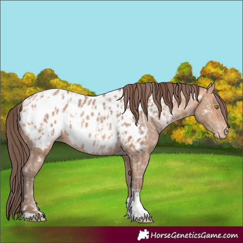 Horse Color:Amber Champagne Sabino Tobiano Near Leopard  and Amber Champagne Sabino Tobiano Near Leopard 