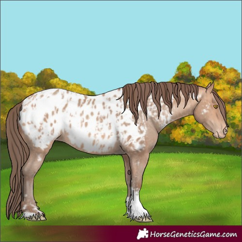 Horse Color:Amber Champagne Sabino Tobiano Appaloosa  and Amber Champagne Sabino Tobiano Appaloosa 