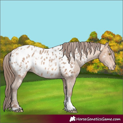 Horse Color:Amber Champagne Sabino Tobiano Appaloosa and Amber Champagne Sabino Tobiano Appaloosa