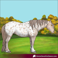 Horse Color:Amber Champagne Sabino Tobiano Appaloosa  and Amber Champagne Sabino Tobiano Appaloosa 