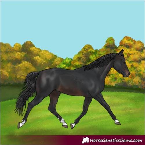 Horse Color:Brown 