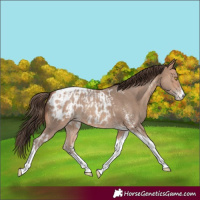 Horse Color:Amber Champagne Sabino Tobiano Appaloosa  and Amber Champagne Sabino Tobiano Appaloosa 