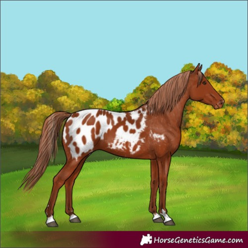 Horse Color:Chestnut Appaloosa 