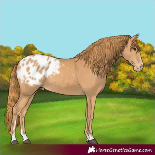 Horse Color:Chestnut Appaloosa 