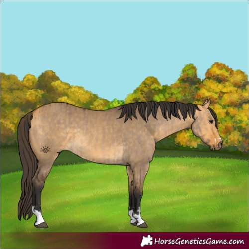 Horse Color:Unknown 