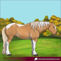 Horse Color:Palomino Tobiano 