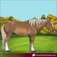 Horse Color:Chocolate Palomino Tobiano
