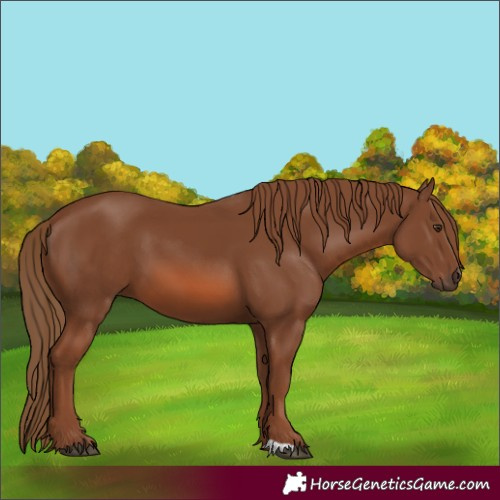 Horse Color:Chestnut 