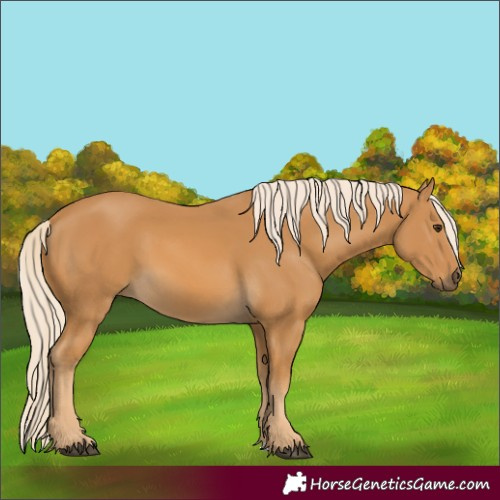 Horse Color:Palomino