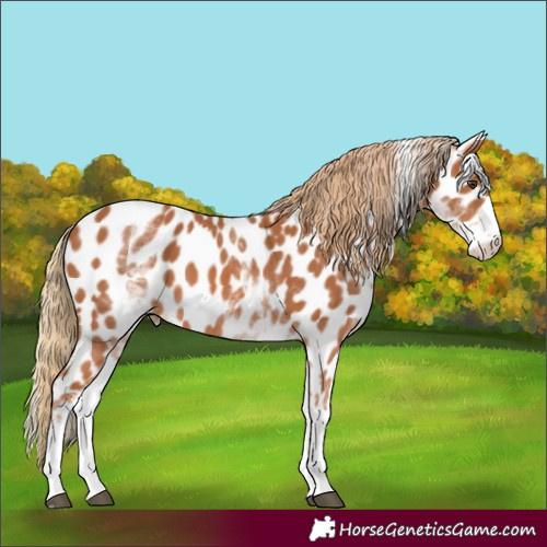 Horse Color:White Spotted Chestnut Appaloosa 