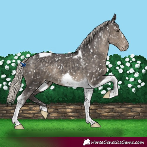 Horse Color:Silver Smoky Black Tobiano Appaloosa