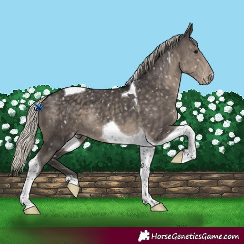 Horse Color:Silver Smoky Black Tobiano Appaloosa