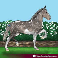 Horse Color:Silver Smoky Black Tobiano Snowflake Varnish