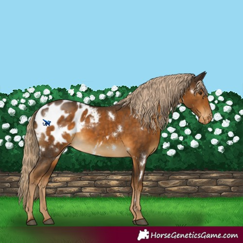 Horse Color:White Spotted Chocolate Palomino Appaloosa Rabicano 