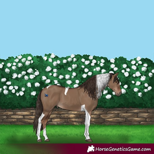 Horse Color:Liver Red Dun Tobiano 