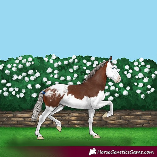 Horse Color:Silver Bay Splash Appaloosa 