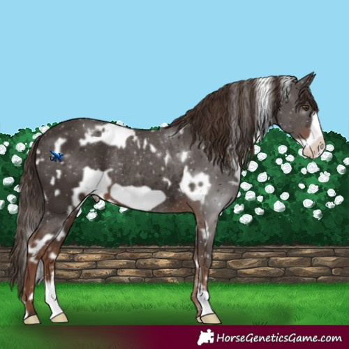 Horse Color:White Spotted Liver Chestnut Frame Appaloosa Rabicano