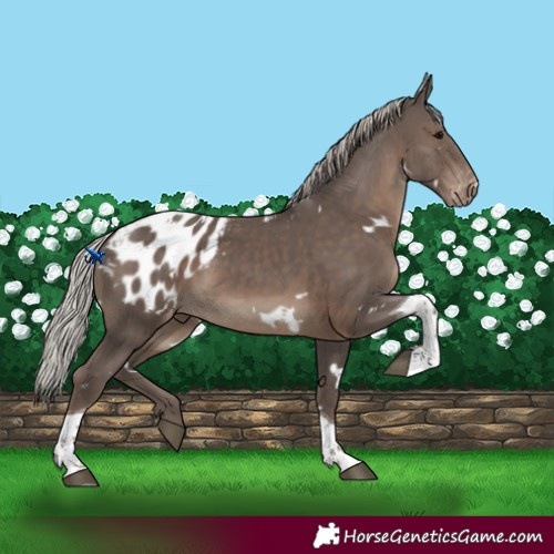 Horse Color:White Spotted Silver Black Tobiano Appaloosa 