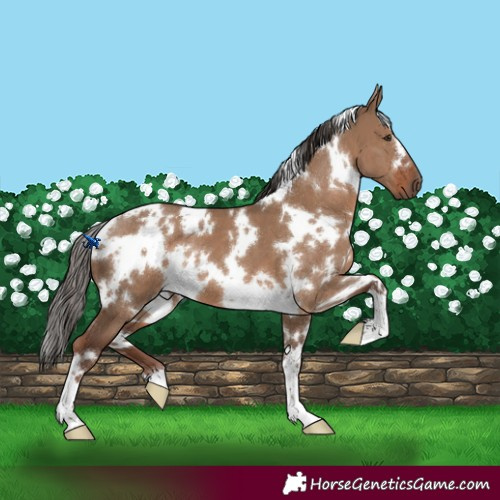 Horse Color:White Spotted Liver Red Dun 