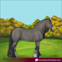 Horse Color:Grullo Sabino Rabicano 
