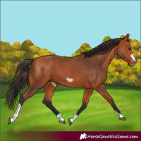 Horse Color:Bay Tobiano Frame