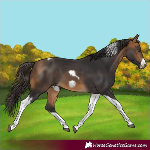Horse Color:Buckskin Tobiano Frame 