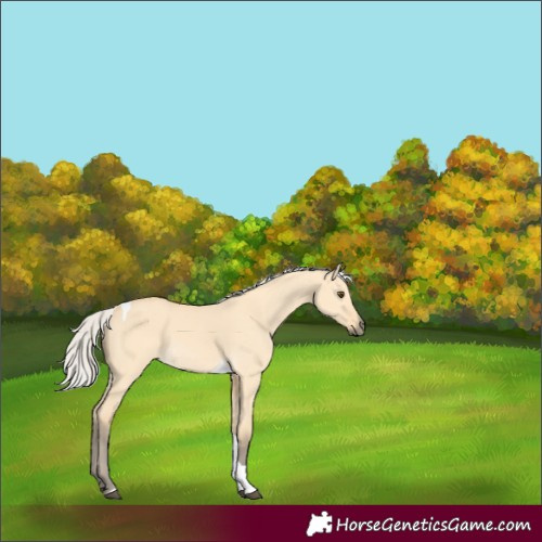 Horse Color:Silver Buckskin Dun Tobiano 