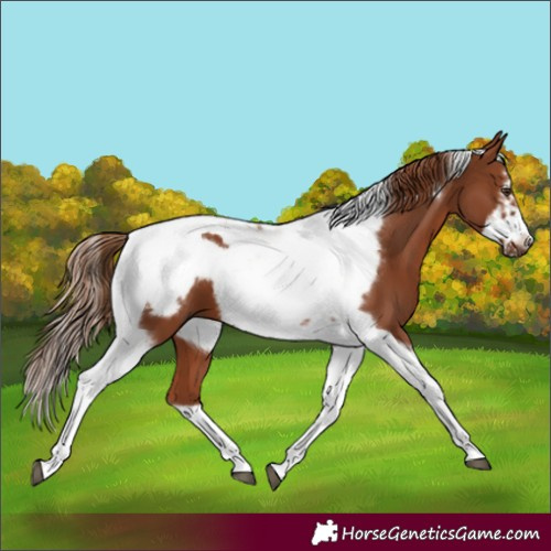 Horse Color:Chestnut Tobiano Frame 