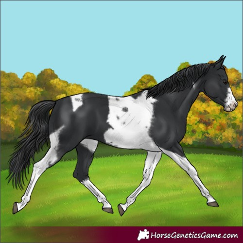 Horse Color:Black Tobiano Frame 