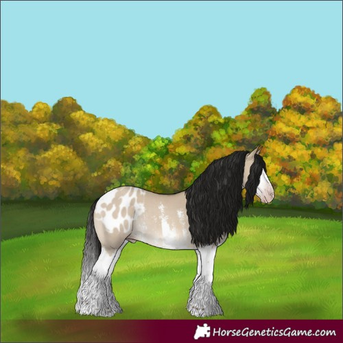 Horse Color:Gray Amber Champagne Dun Sabino Splash Appaloosa Rabicano 