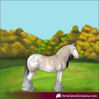 Horse Color:Gray Amber Champagne Dun Sabino Splash Appaloosa Rabicano 