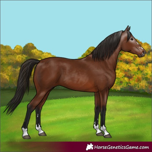 Horse Color:Gray Bay