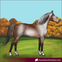 Horse Color:Gray Bay
