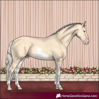 Horse Color:White Spotted Gold Cream Champagne 