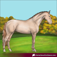 Horse Color:Gold Champagne Pearl Rabicano and Amber Champagne Pearl Rabicano